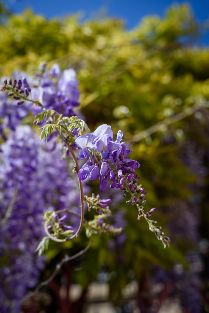 Olivier Luthringer Photographe Provence Mariage