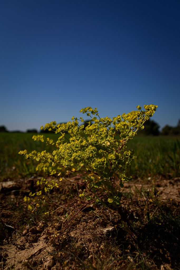 Olivier Luthringer Photographe Provence Mariage
