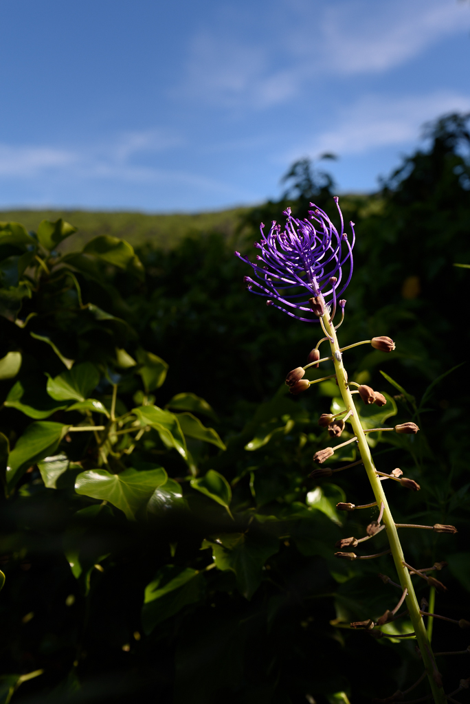 Olivier Luthringer Photographe Provence ALLEINS